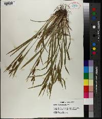 Carex flaccosperma image