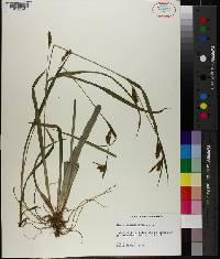 Carex flaccosperma image