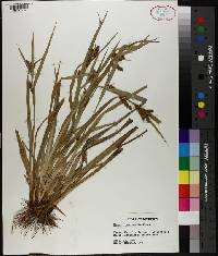 Carex flaccosperma image