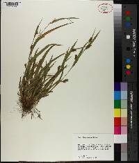 Carex flaccosperma image