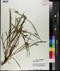 Carex flaccosperma image