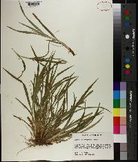 Carex flaccosperma image