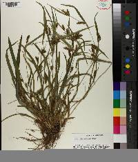 Carex flaccosperma image