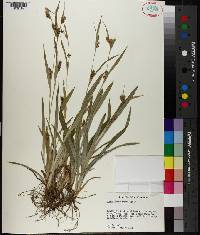 Carex flaccosperma image