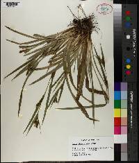 Carex flaccosperma image