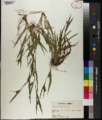 Carex flaccosperma image