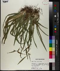 Carex flaccosperma image