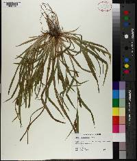 Carex flaccosperma image