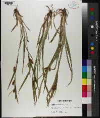 Carex flaccosperma image