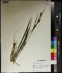 Carex flaccosperma image