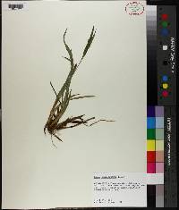 Carex flaccosperma image