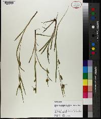 Carex flaccosperma image