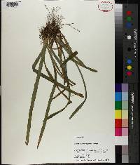 Carex flaccosperma image