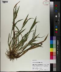 Carex flaccosperma image