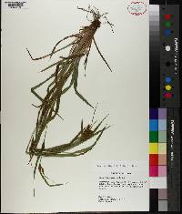 Carex flaccosperma image