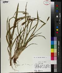 Carex flaccosperma image