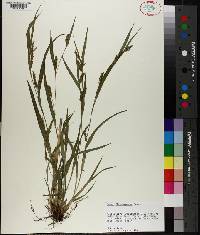 Carex flaccosperma image