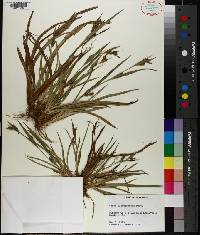 Carex flaccosperma image