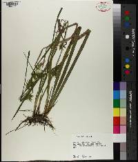 Carex folliculata image