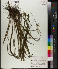 Carex folliculata image