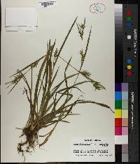 Carex folliculata image