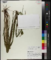 Carex folliculata image