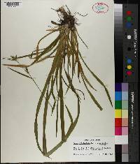Carex folliculata image