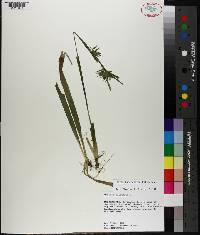 Carex folliculata image