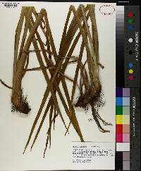 Acorus calamus image