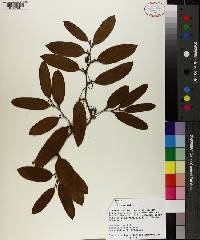 Smilax laurifolia image