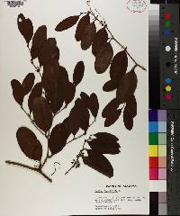 Smilax laurifolia image