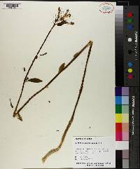 Alstroemeria pulchella image