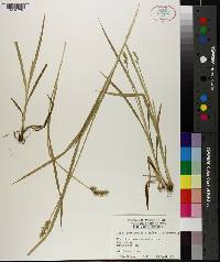 Carex laevivaginata image