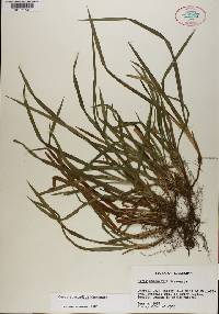 Carex abscondita image