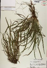 Carex abscondita image