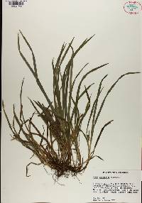 Carex abscondita image