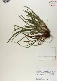 Carex abscondita image