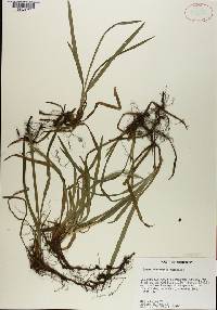 Carex abscondita image