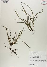 Carex abscondita image