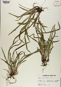 Carex abscondita image