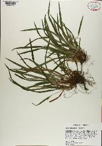 Carex abscondita image