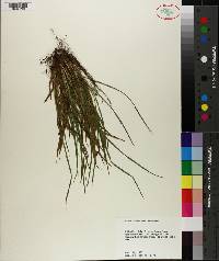 Carex abscondita image