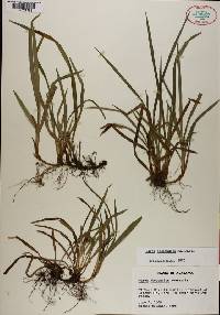 Carex abscondita image