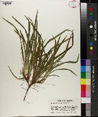 Carex abscondita image