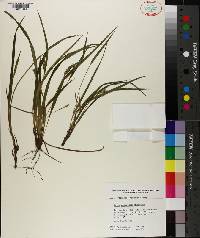 Carex abscondita image