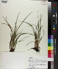 Carex acidicola image