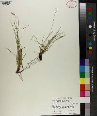 Carex emmonsii var. muehlenbergii image