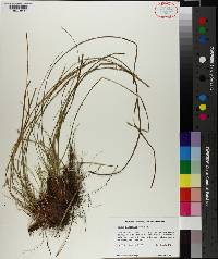 Carex floridana image