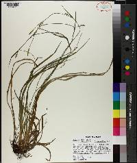 Carex purpurifera image