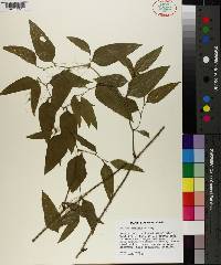 Smilax smallii image